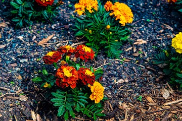 Red and orange flowers
