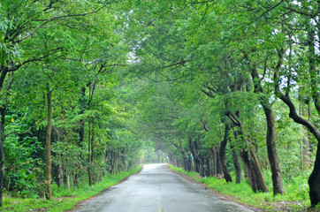 Road through tunnel of green tree forest