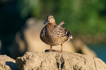Female Mallard Duck on a Rock