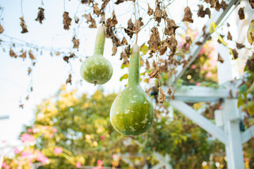 Bottle gourd or calabash plant hanging on a vine or tree. © Hakan Tanak