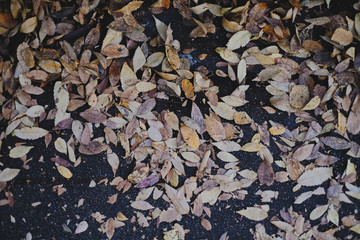 Dry leaves on the floor in autumn