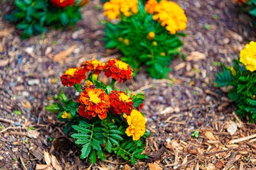 Naklejka premium Red and yellow flowers