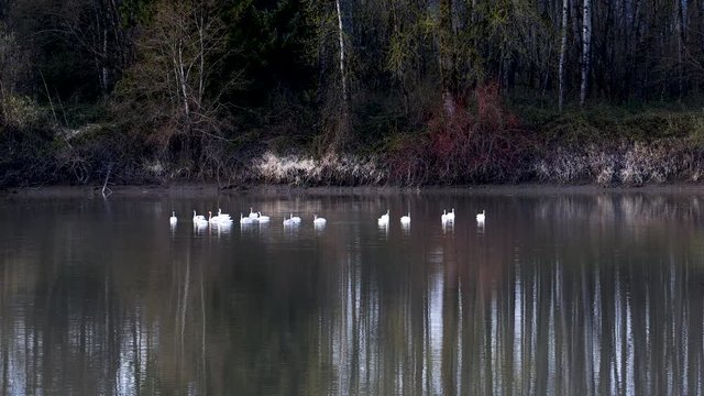 A group of trumpeter swans (Cygnus buccinator) on Fraser River