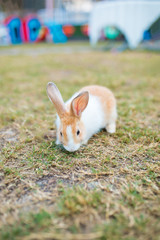 Cute little white rabbit on green grass or meadow. 