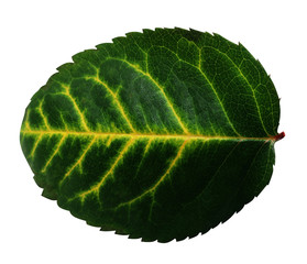 green leaf with yellow veins texture, isolated on white background