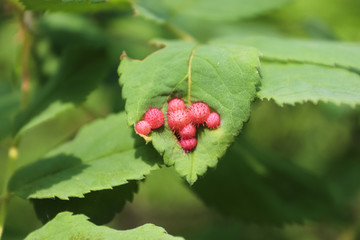 Pink Wild Rose Galls on green leaves