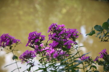 bunch of lavender flowers