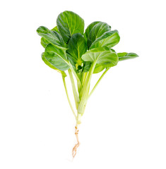 Young green sprout, cabbage with root, isolated on white background.