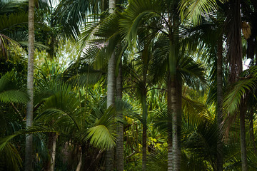 Tropical palm leaves, floral pattern background