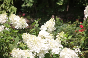 white flowers in the garden