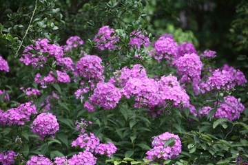 purple flowers in the garden