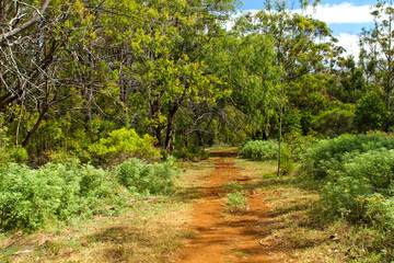 Pathway through lush vegetation leading from Hanga Roa to the summit of Rano Kau volcano on Easter Island, Chile, showcasing stunning natural beauty and volcanic landscapes.