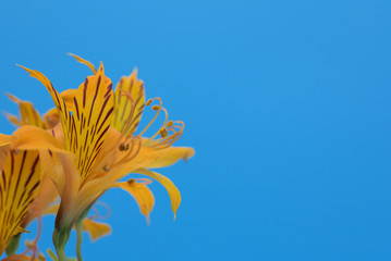 Fototapeta na wymiar offset flower on blue sky background
