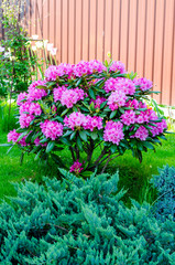 Rose blooming rhododendron bush in garden. Photo