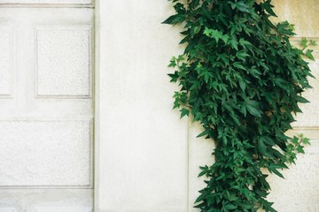 Hedera helix, common ivy, English ivy, European ivy evergreen foliage on white stone house wall, horizontal stock photo image botanical and architecture background