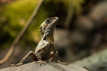 Boyd forest dragon lizard sitting on a rock.
