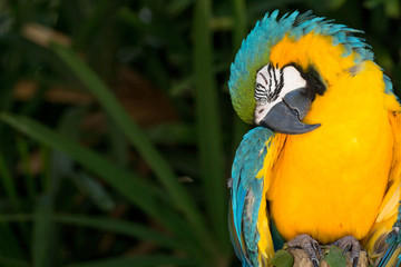 Fototapeta premium blue and yellow macaw