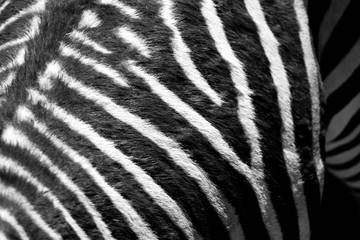 Fototapeta na wymiar Zebra Fur Pattern 