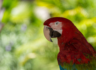 Red Macaw Portrait