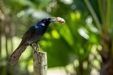 Black bird with Food 