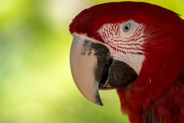 Red Macaw Portrait