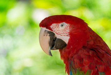 Red Macaw Portrait