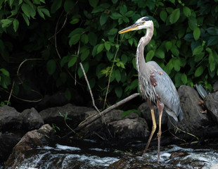 great blue heron