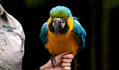 Blue and gold / yellow macaw sitting on a hand