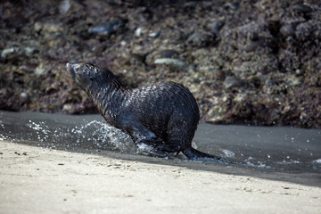 Baby wild New Zealand fur pup seal frollicking and playing at the beach