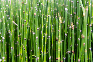 green bamboo like plant