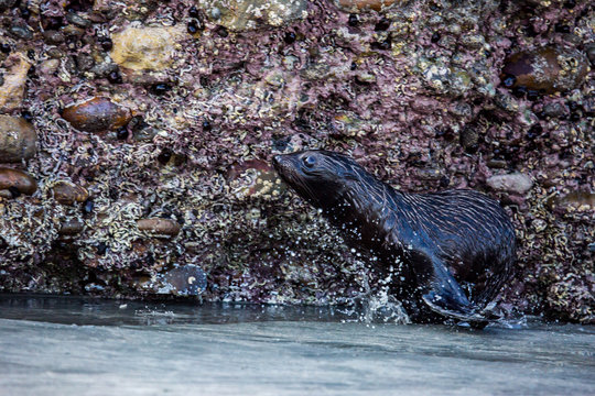 Baby wild New Zealand fur pup seal frollicking and playing at the beach
