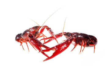 Crayfish