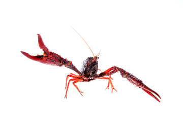 Crayfish