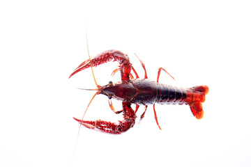 Crayfish