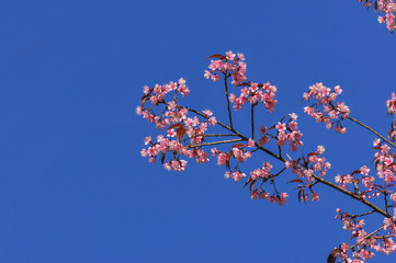 pink cherry blossom with clear blue sky in sunny day