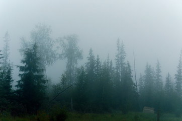 Misty white haze hides the overhanging trees of the Northern forest near the remains of the cabin.