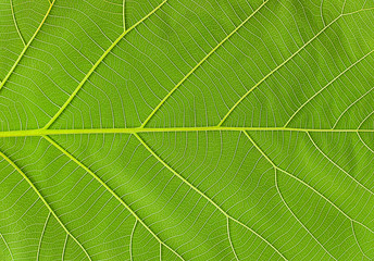 Closeup of green leaf texture,Used to create a background for entering text.