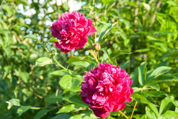 Two bright peonies on a light green background
