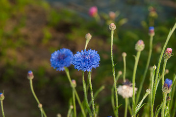 Fototapeta premium Two cornflowers on a dark background