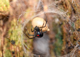 Southern  Black Widow (Latrodectus mactans) or shoe-button spider