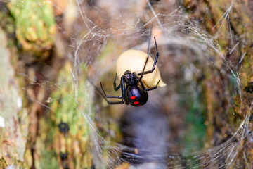 Southern  Black Widow (Latrodectus mactans) or shoe-button spider