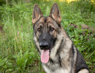 Sable German shepherd dog outdoors in the day in summer 