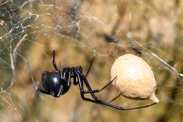 Southern  Black Widow (Latrodectus mactans) or shoe-button spider