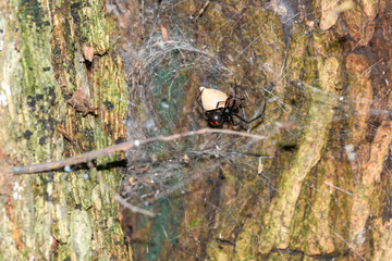 Southern  Black Widow (Latrodectus mactans) or shoe-button spider, guarding her egg sack