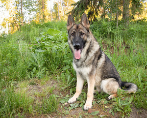 Sable German shepherd dog outdoors in the day in summer 