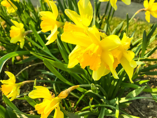 Obraz premium Beautiful garden daffodils growing in ground