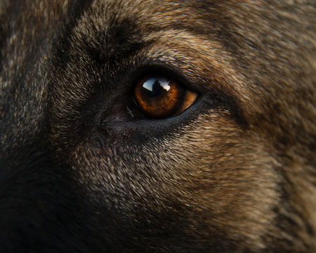 German Shepherd Eye Images Browse 16 131 Stock Photos Vectors