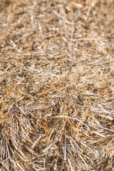 Hay or dry straw texture surface background. Dry straw or reeds texture. Straw or hay bale texture background as an agriculture farm and farming symbol of harvest time.