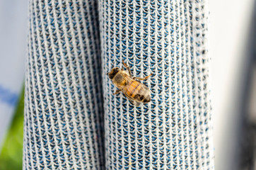 Bee On Fabric