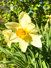 Fototapeta premium Beautiful garden daffodils growing in ground